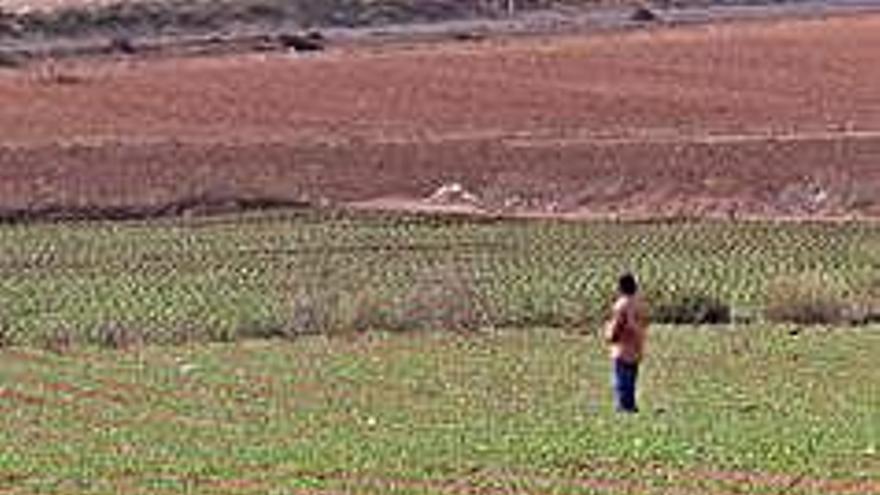 Cultivos de regadío en el Campo de Cartagena.