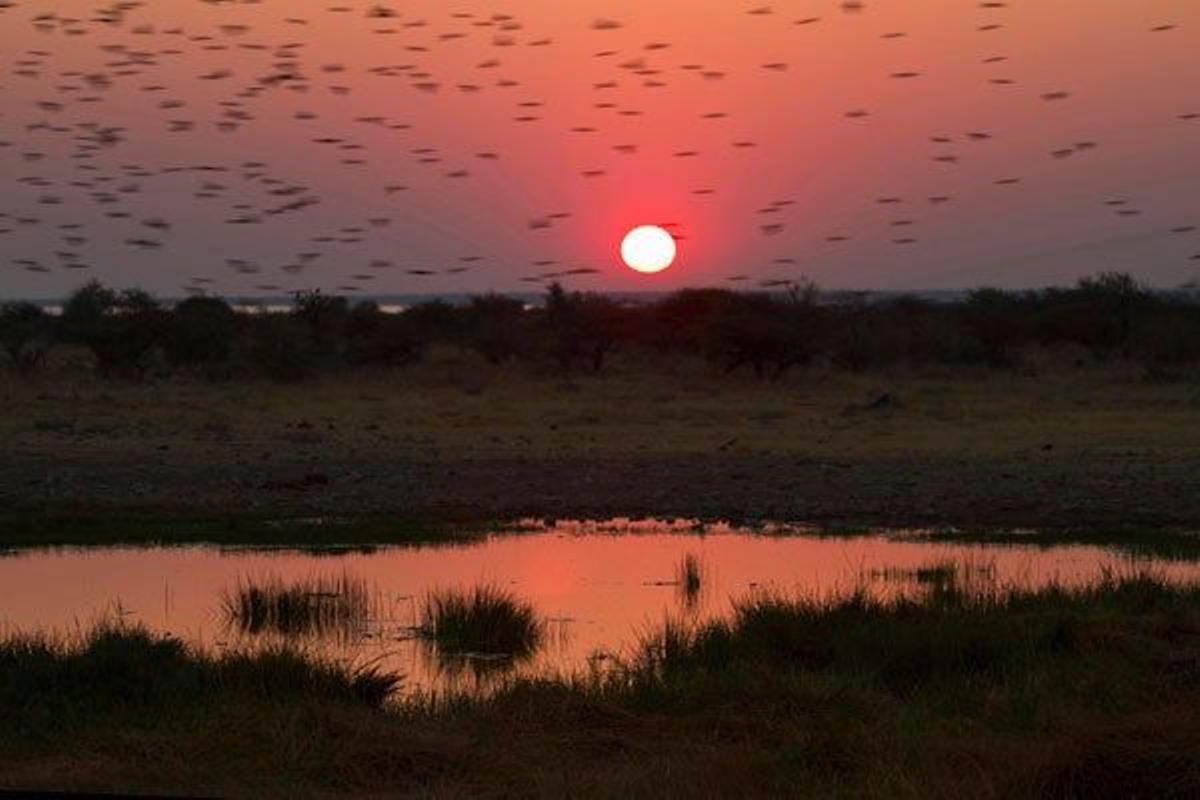 Bandada de pájaros al taterdecer en el Parque Nacional de Etosha.