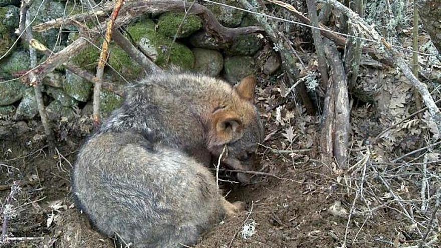 El lobo que perdió el localizador cuando quedó atrapado en un lazo instalado en Anta de Rioconejos.