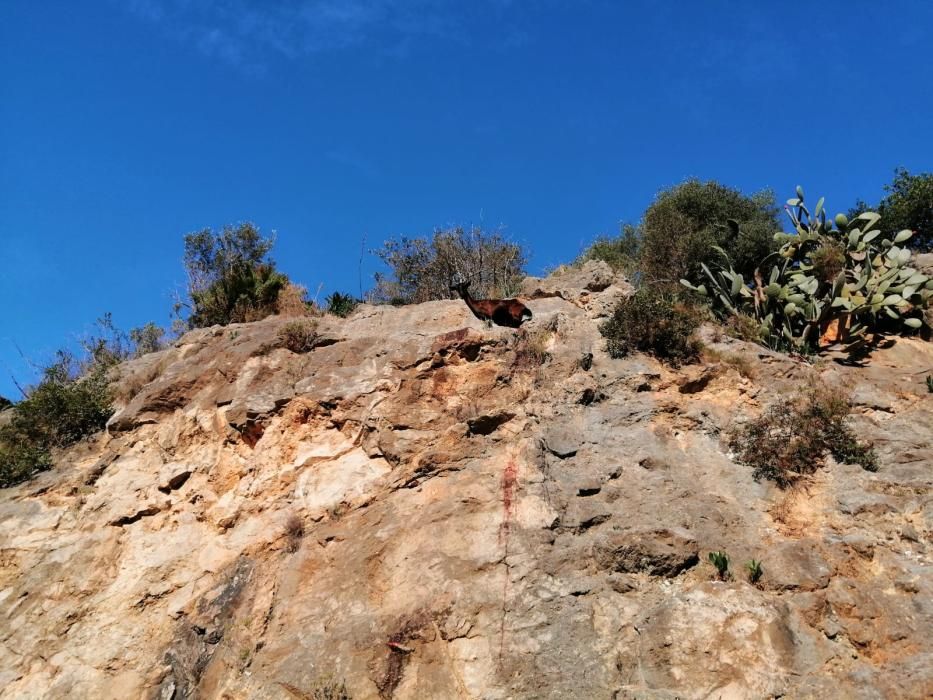 Alarma en Galilea por una cabra encaramada al borde de la carretera