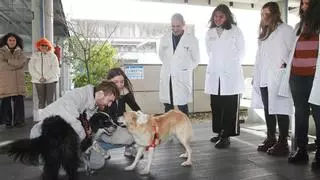 La visita en el hospital de animales que son familia: «Emociona, es una alegría»