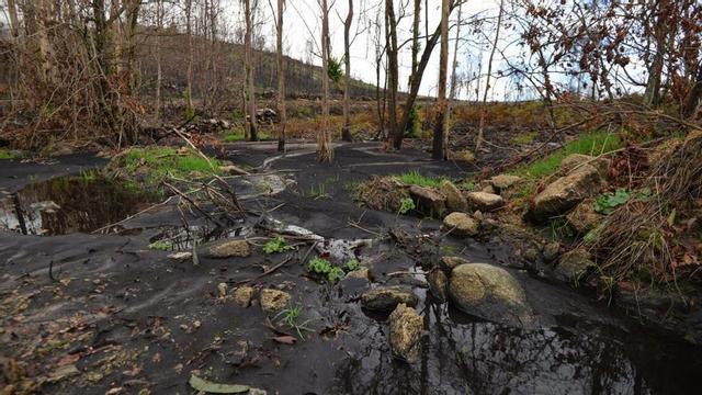 Terreno quemado en Ponte Caldelas en un incendio forestal. | GUSTAVO SANTOS