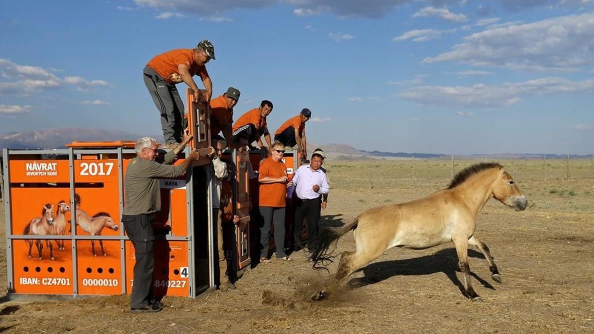 amadridejos39079042 a przewalski s horse leaves its container after being releas170708204606