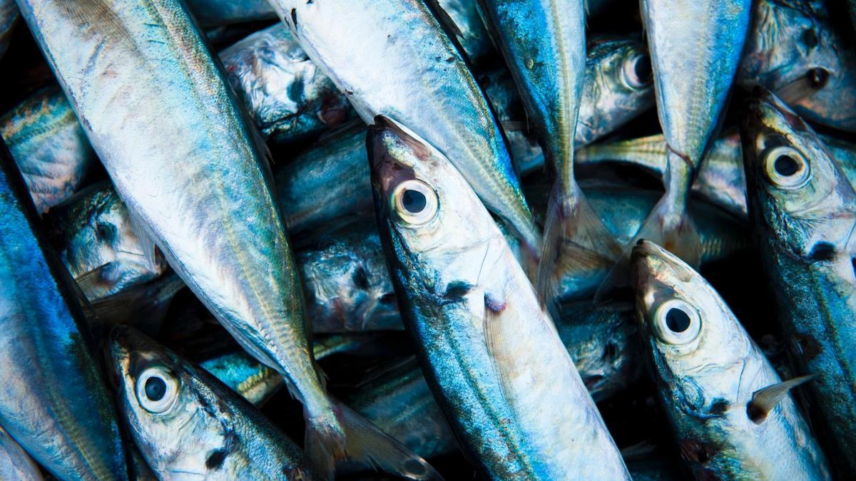 La OCU ha hecho un análisis sobre 19 latas de sardinas en aceite de oliva