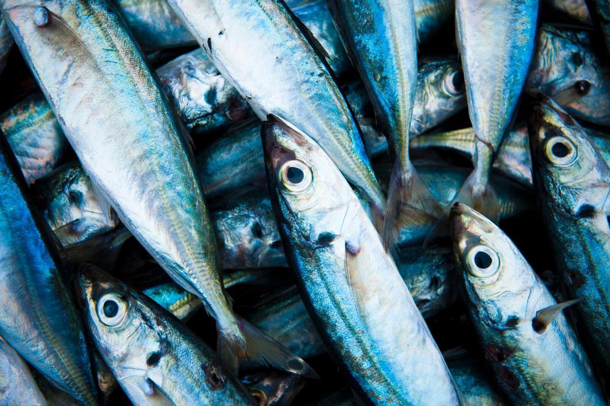 La OCU ha hecho un análisis sobre 19 latas de sardinas en aceite de oliva