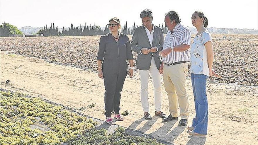 El PP plantea «reproducir» la experiencia del Consejo Local Agrario de Montilla