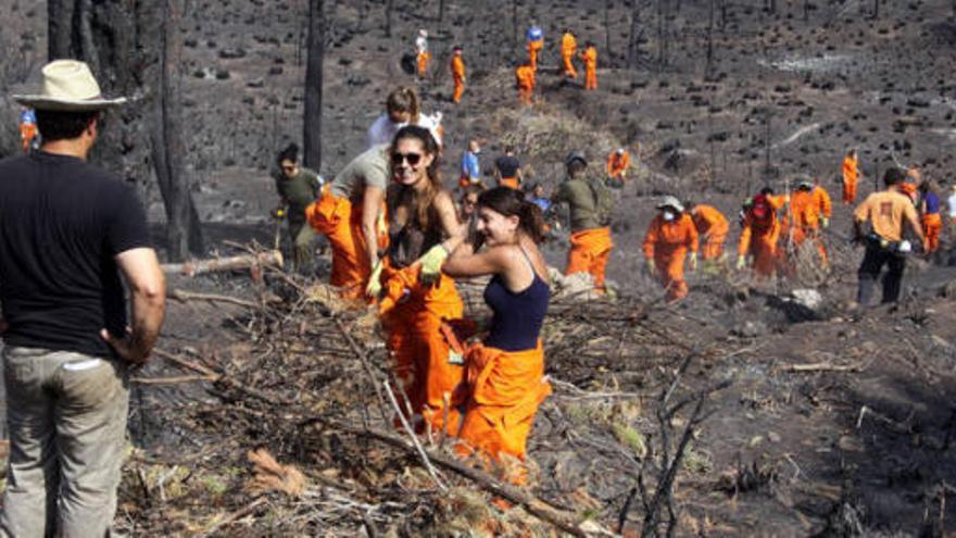 Hunderte Schüler sollen im Waldbrandgebiet Bäume pflanzen