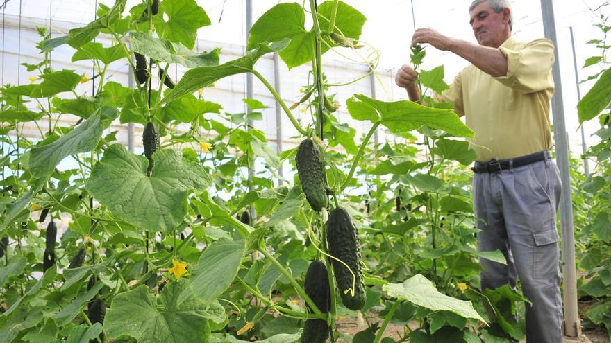 La cosecha de hortalizas de verano baja un 30% por el temor a la falta de agua y a las plagas