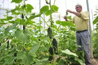 La cosecha de hortalizas de verano baja un 30% por el temor a la falta de agua y a las plagas