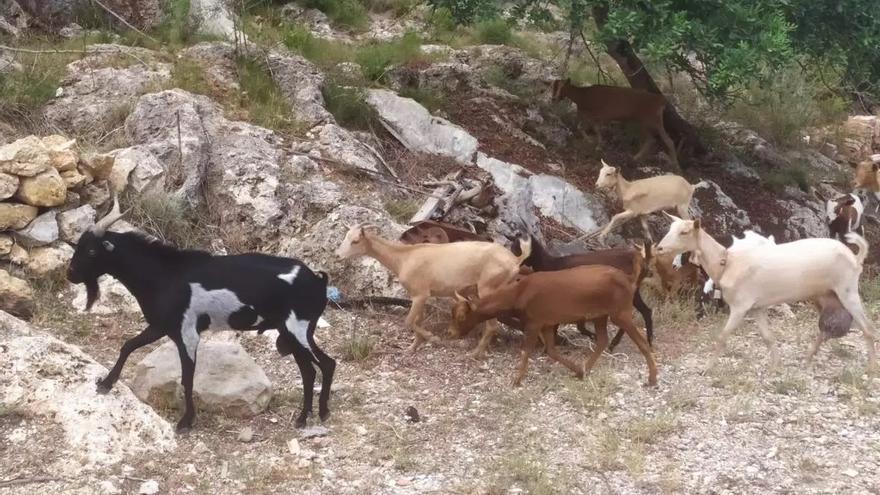 Cortafuegos naturales: Pego confía en sus &quot;ovejas bomberas&quot; para prevenir incendios