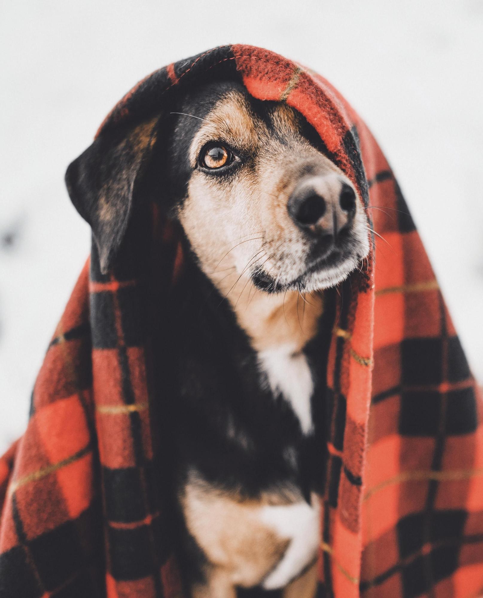 El pequeño Sköll, el perro que adoptó Ale en 2015.