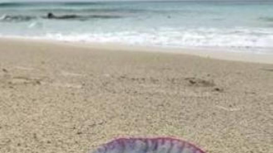 La medusa más venenosa llega a Guardamar del Segura