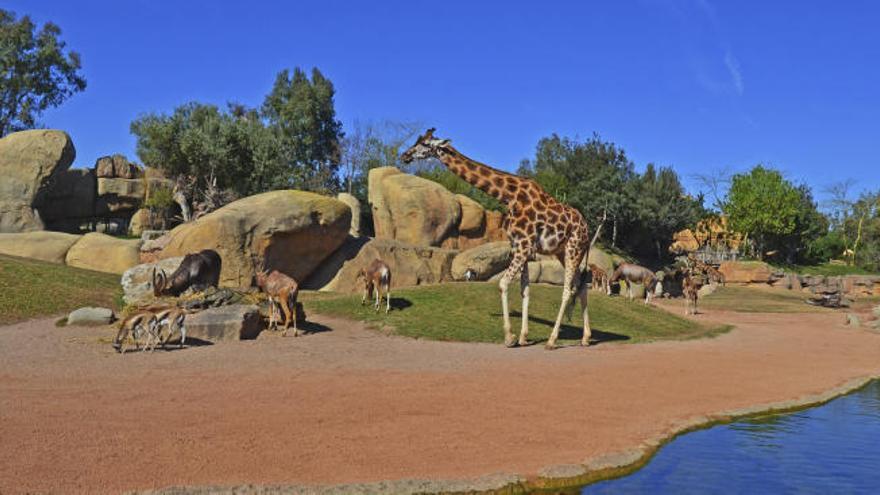 Cada día 10 horas ininterrumpidas de naturaleza salvaje en BIOPARC