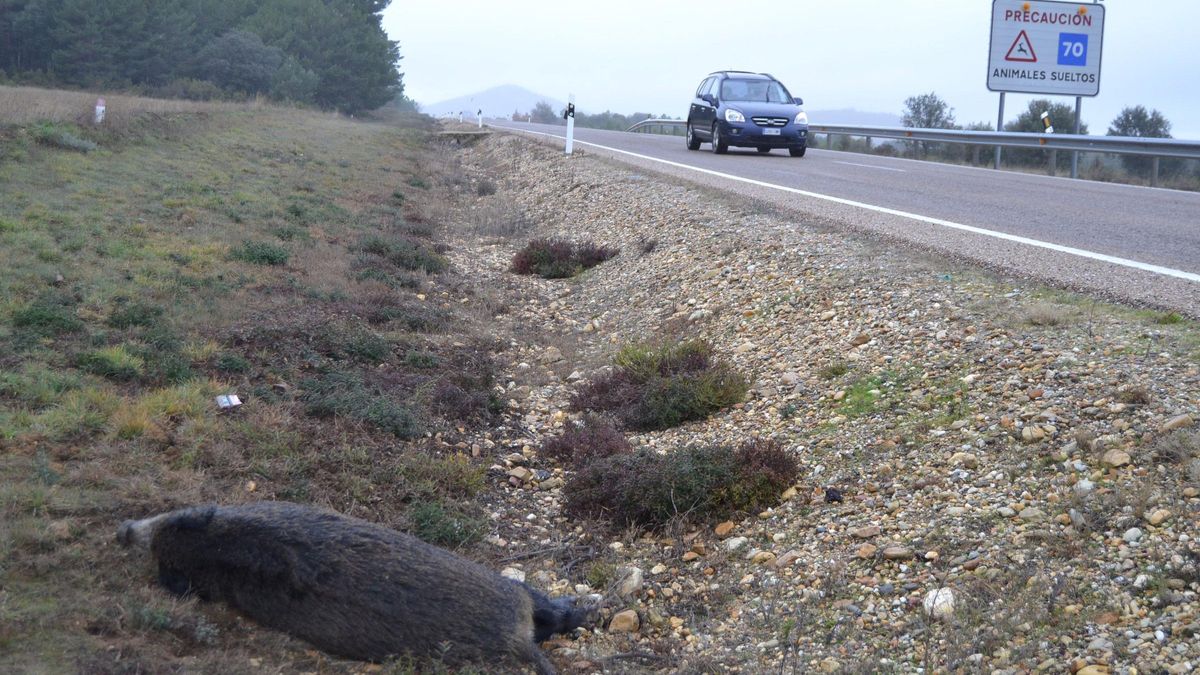 Jabalí implicado en un accidente ocurrido en una carretera zamorana