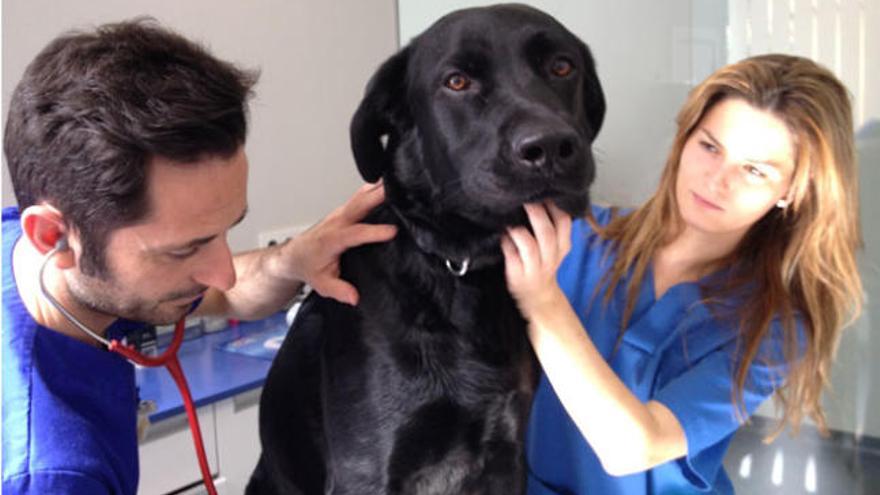 Un perro atendido en el veterinario