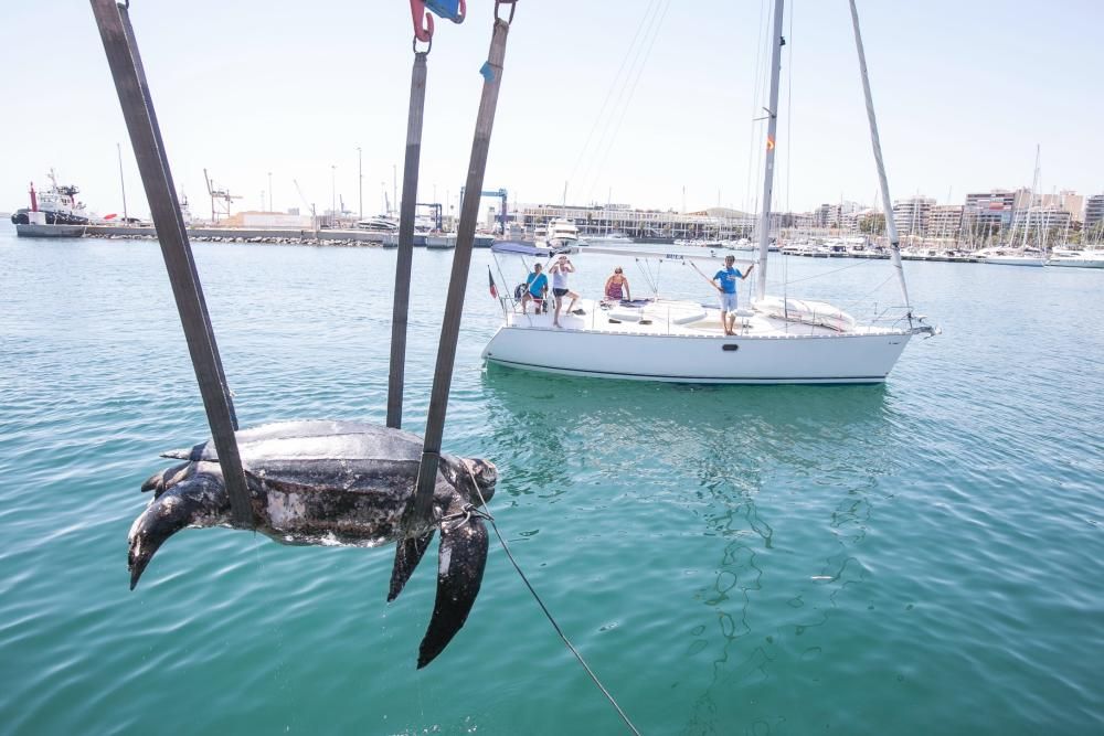 Una tortuga de300 kilos aparece muerta en La Albufereta