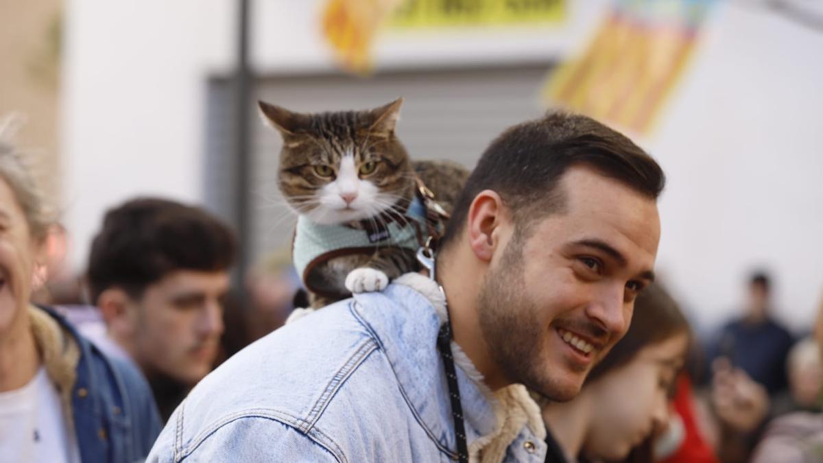 Bendición de animales por San Antonio Abad en València