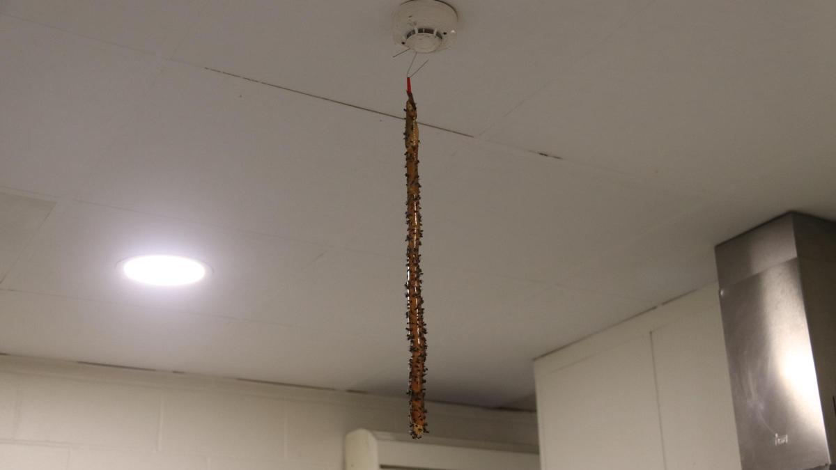 Una trampa adhesiva plena de mosques que penja d'una cuina a Hostalric
