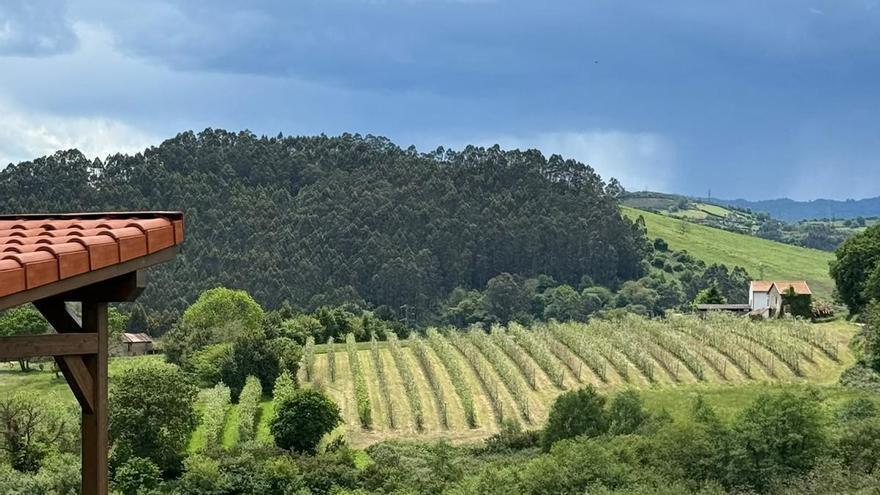 Las pomaradas de Llanera, en riesgo por el calor: jornadas de más de 37 grados y las escasas precipitaciones harán que se adelante la cosecha