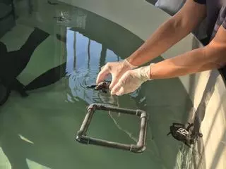 VÍDEO: El Acuario de Gijón recibe a 20 crías de tortugas bobas para un programa de conservación marina