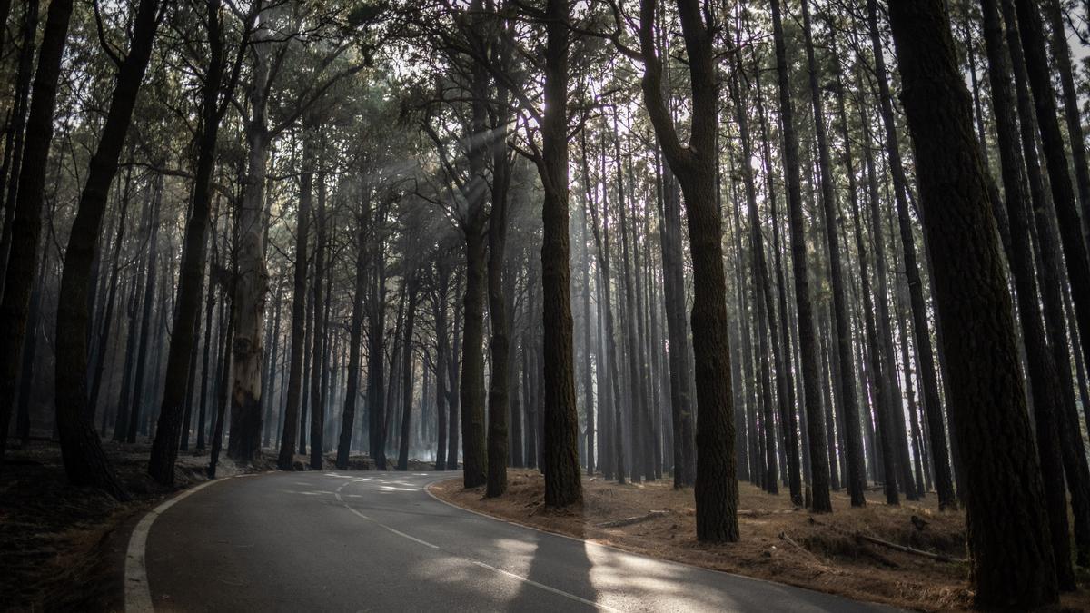 Árboles arrasados por el fuego en Tenerife.