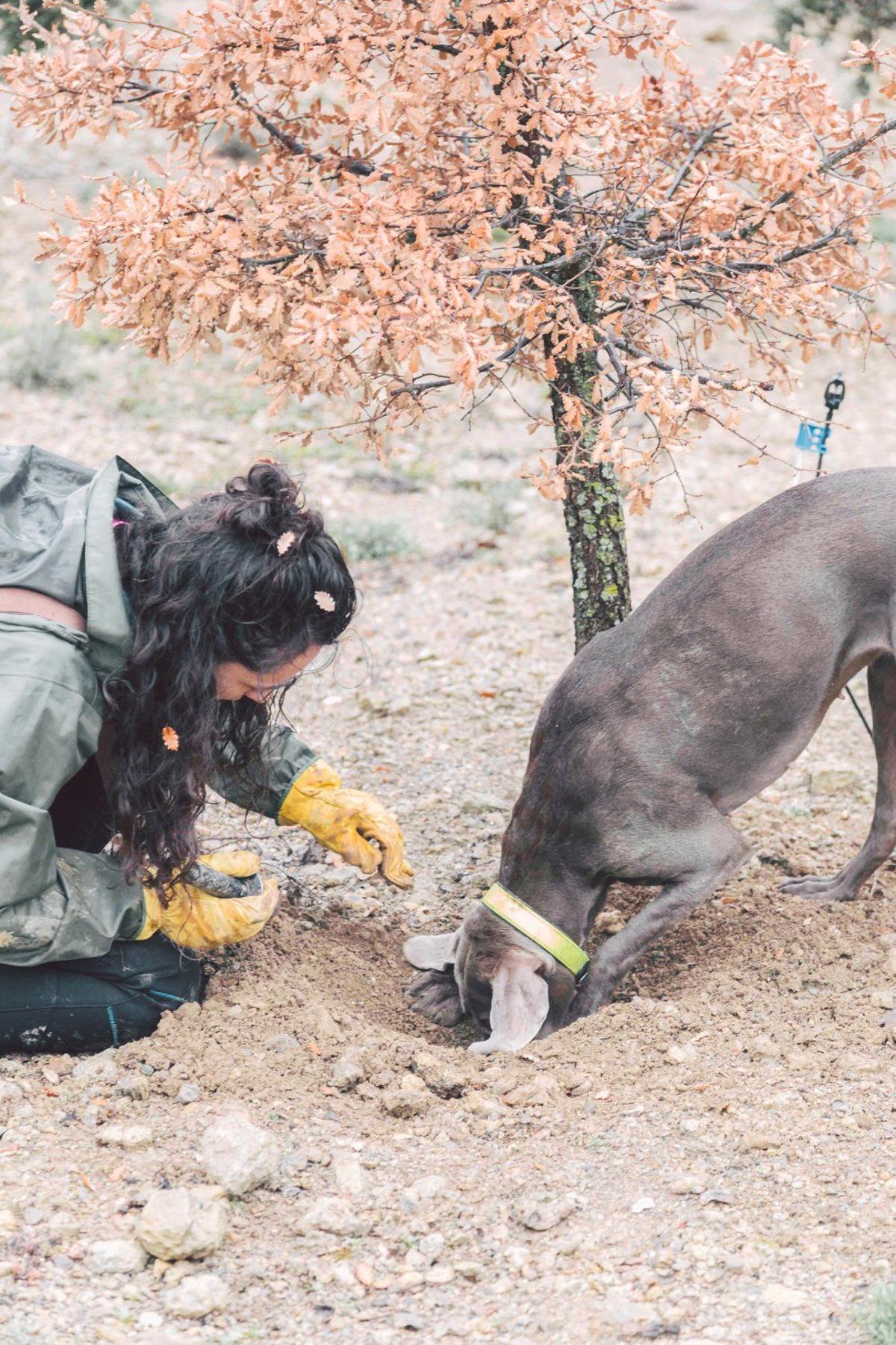 La búsqueda de la trufa se realiza con un perro 'trufero'.