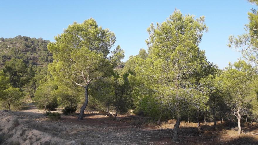 Cada vez hay más árboles en España, pero unas especies retroceden y otras se expanden