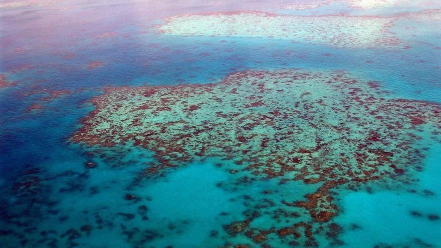 Las regulaciones de transporte marítimo para reducir la contaminación exacerban el blanqueamiento de la Gran Barrera de Coral