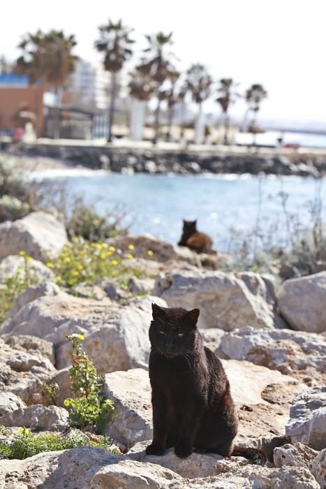 Die Katzen an Palmas Stadtstrand fristen ein trauriges Dasein.