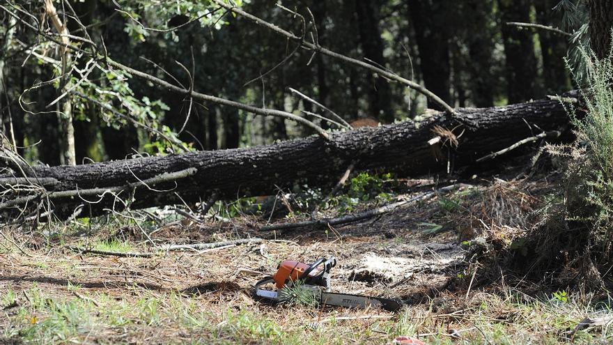 Muere un operario al caerle un árbol encima en Curtis