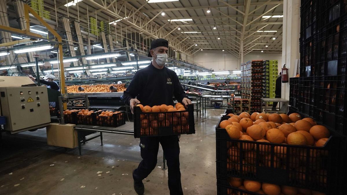 Palma del Río vive de la naranja gestionando solo el 50 % de su producción.