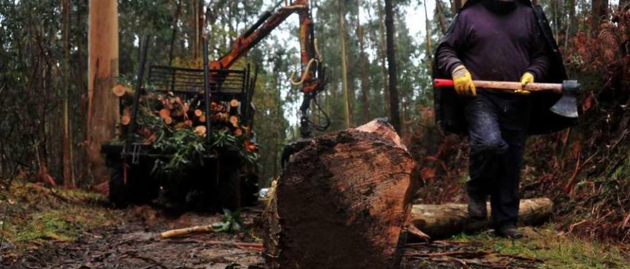 Un trabajador de Forjas del Salnés durante una tala de eucaliptos. // Iñaki Abella