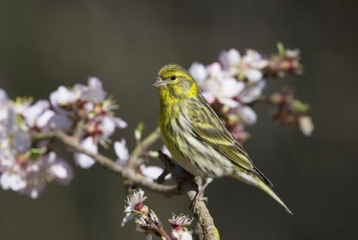 El olivar como tesoro ecológico: 114 especies de aves en una sola finca