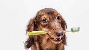 Un perro lavándose los dientes