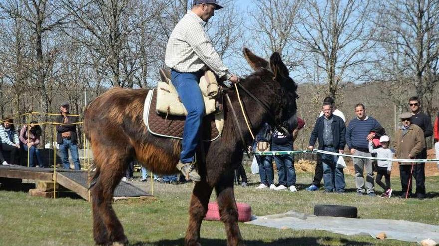 Un hombre se pasea con un ejemplar de raza asnal zamorano-leonesa en la última feria de San Vitero.