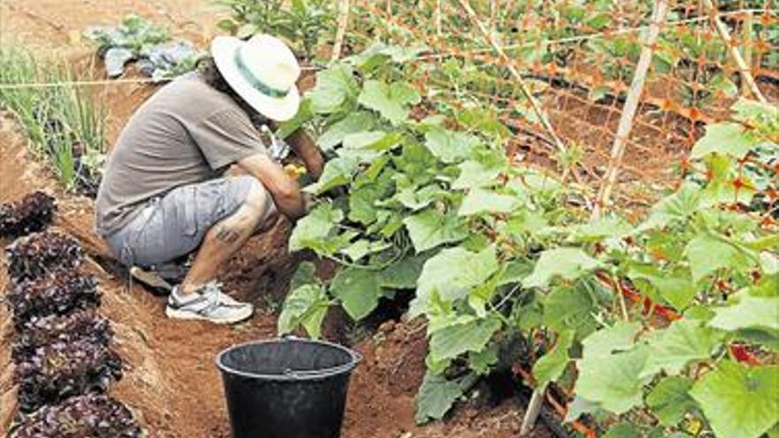 Un experto impulsa los huertos urbanos