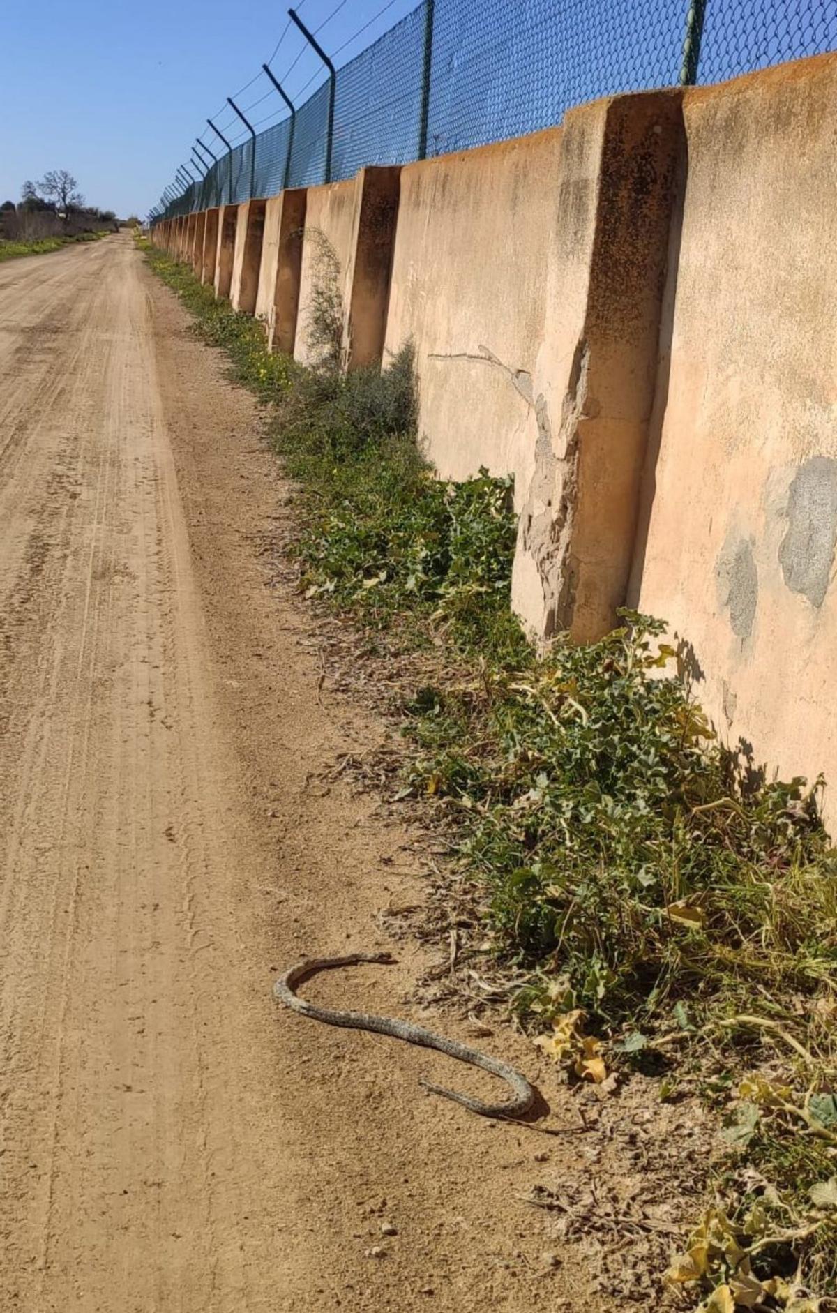 Las culebras ya se deslizan por ses Salines