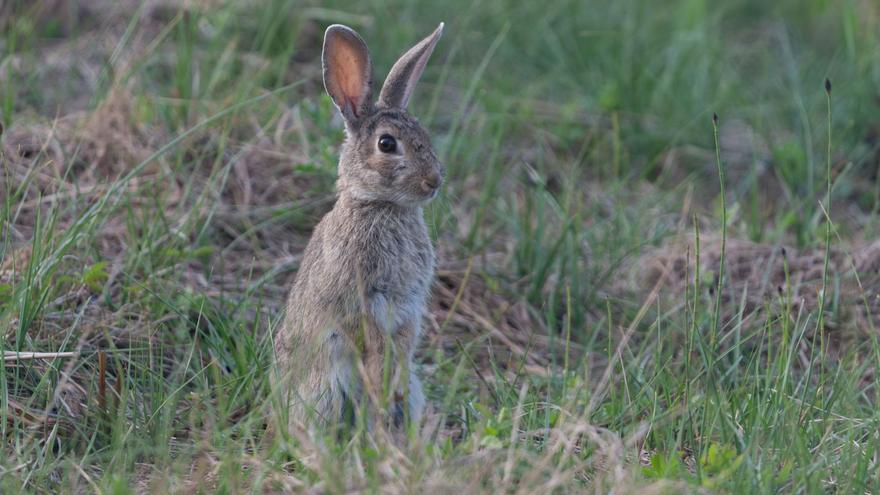 Conejo fotografiado en el parque natural de ses Salines. / CAT