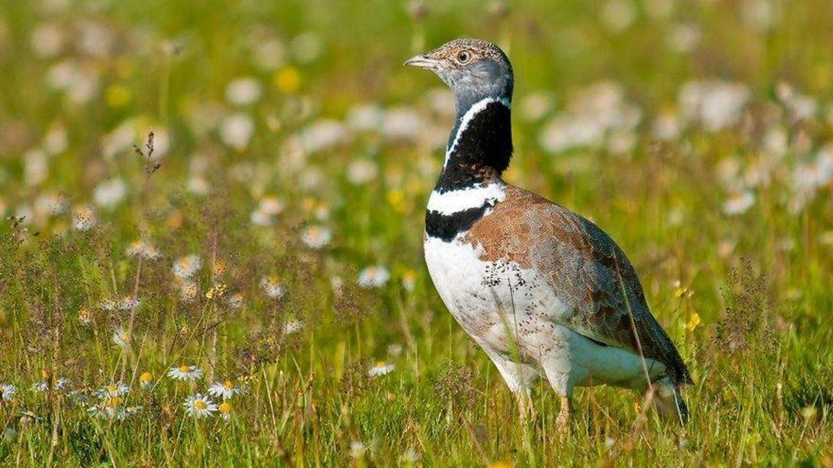 Un ejemplar de sisón, ave esteparia en peligro de extinción.