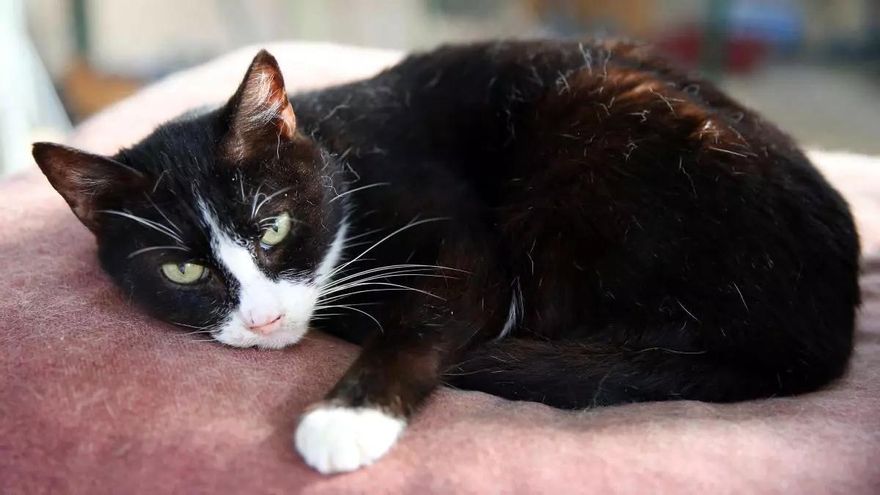 &quot;No somos conscientes de los problemas psicológicos de los gatos&quot;