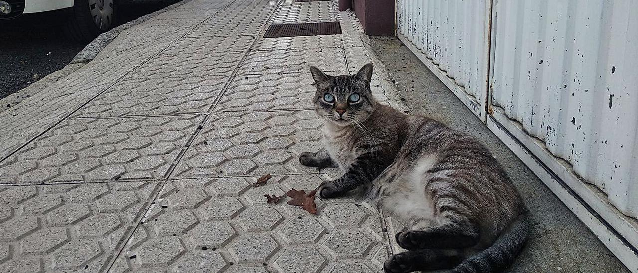 Un gato descansa en la acera en la zona en la que han desaparecidos varios mininos. |  // L.D.