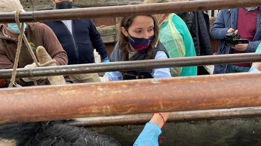 Una tesis doctoral estudia el impacto ambiental de las ganaderías de lidia en Castilla y León