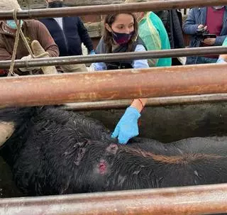 Una tesis doctoral estudia el impacto ambiental de las ganaderías de lidia en Castilla y León