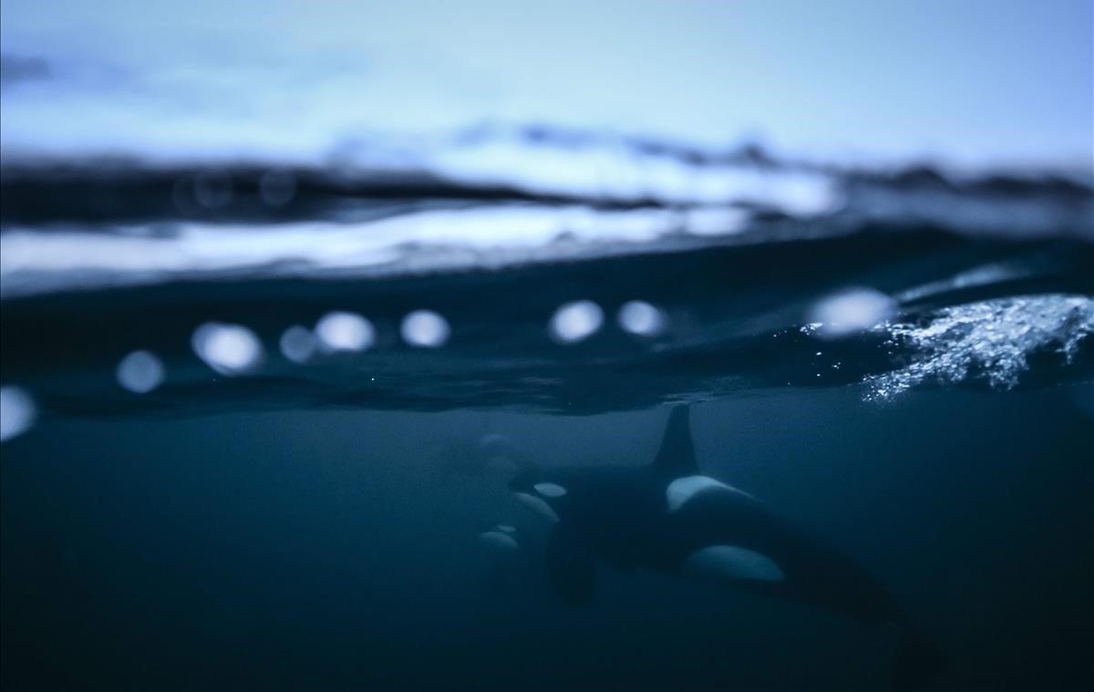 Orcas persiguiendo arenques en aguas del norte de Noruega, el 14 de enero