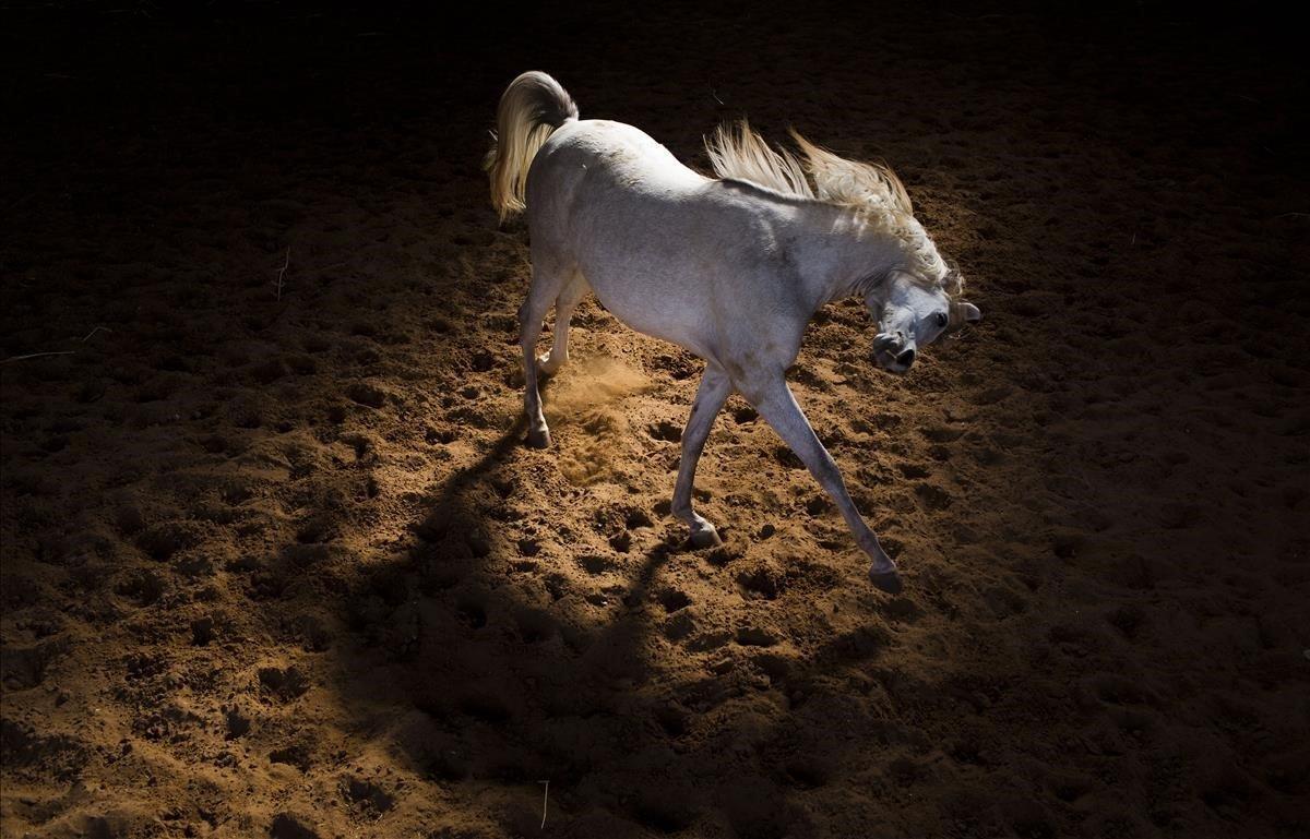 Hermosa estampa de un caballo en una granja en Kibbutz Magal, Israel.