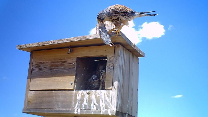 2.000 cajas nido para combatir la plaga del topillo con aves rapaces