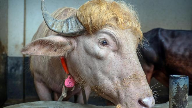 Un búfalo albino parecido a Donald Trump: la nueva sensación viral de Bangladesh