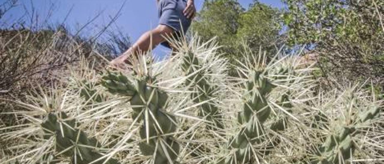 Campaña en junio y julio contra el cactus de Arizona