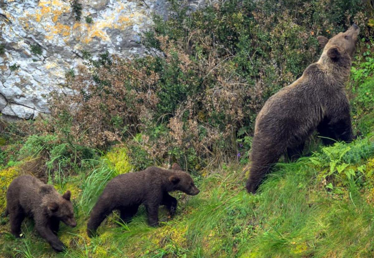 Arriba y abajo, imágenes de osos tomadas estos días en el parque natural de Somiedo por el guía Romain Guerin. | ROMAIN GUERIN