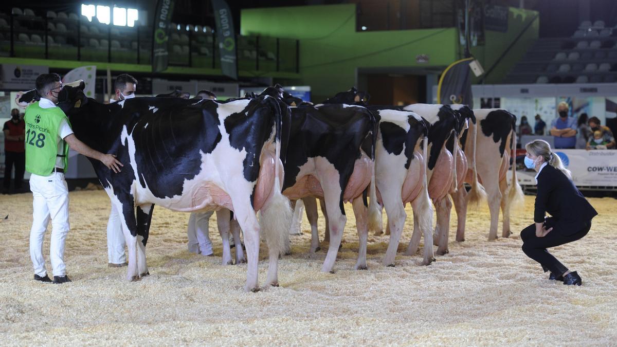 La jueza internacional Martine Lambot observa las ubres de un grupo de vacas. // Bernabé/ Javier Lalín